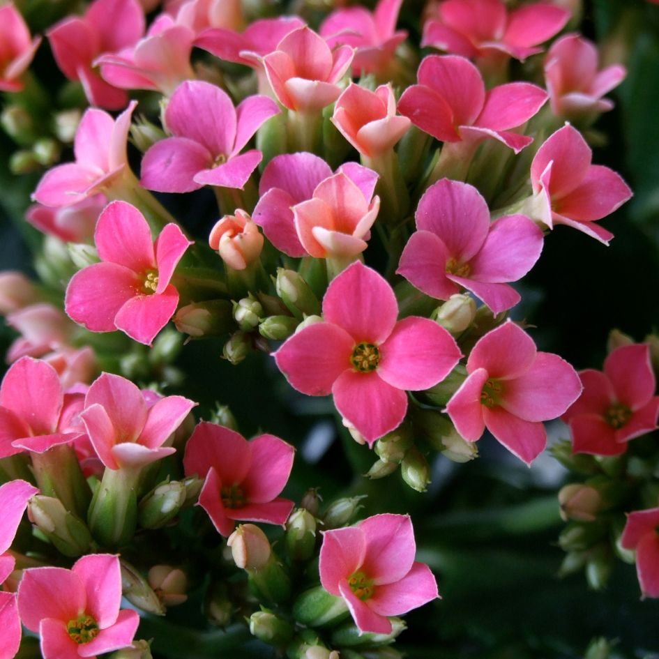 Les Kalanchoe blossfeldiana